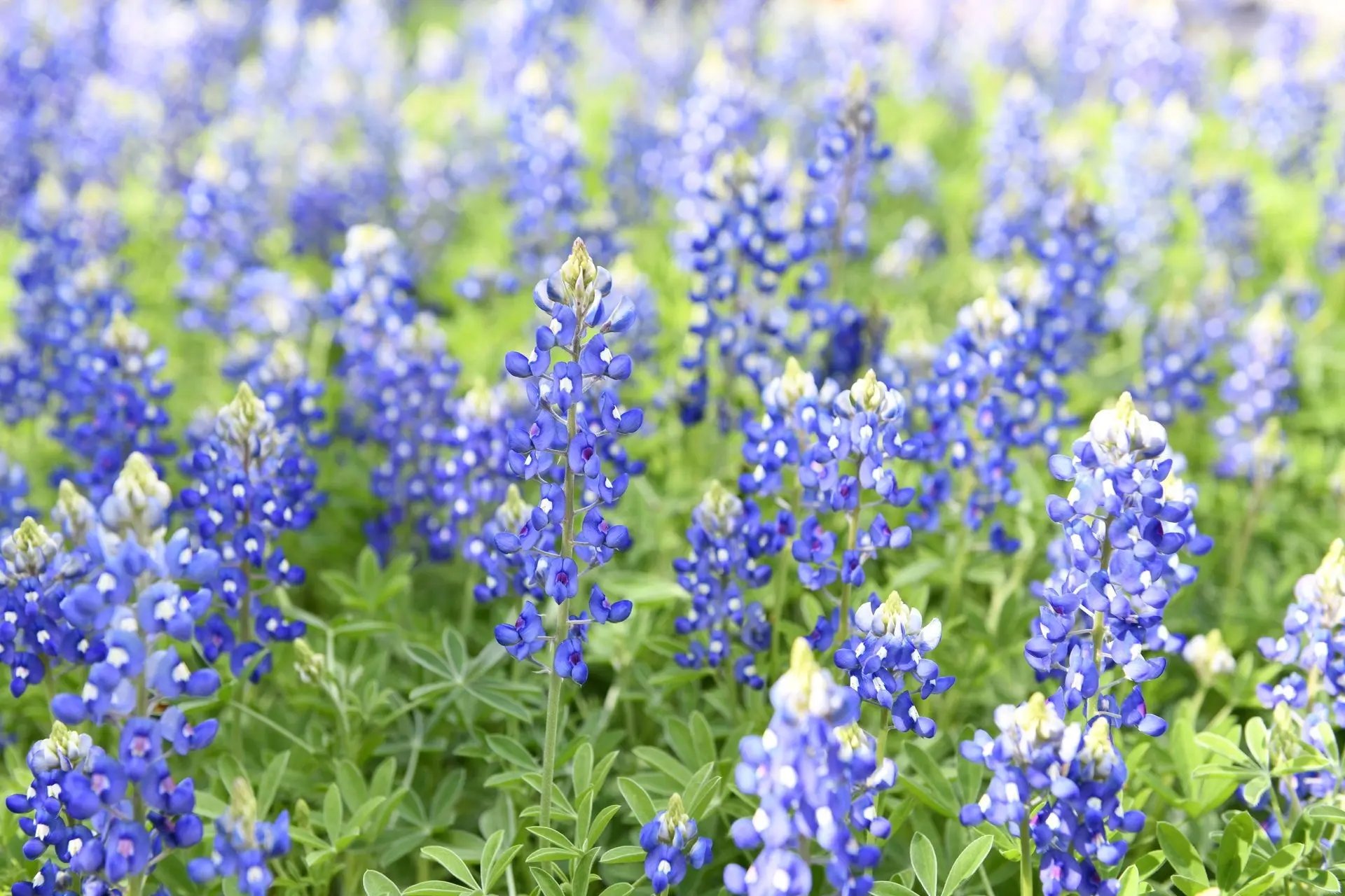 🌸 나고야항 와일드플라워 가든 블루보넷 이미지 9
